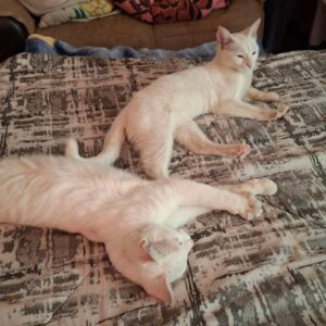 یک جفت گربه DHS