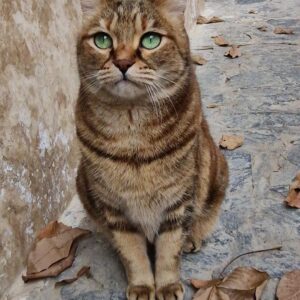 واگذاری رایگان گربه