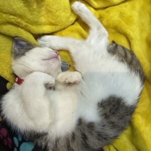 واگذاری بچه گربه ۴ ماهه