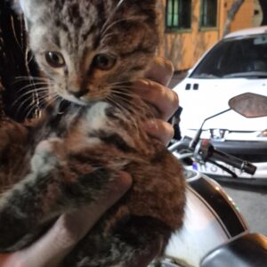 واگذاری بچه گربه dsh