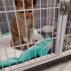 واگذاری گربه مادا