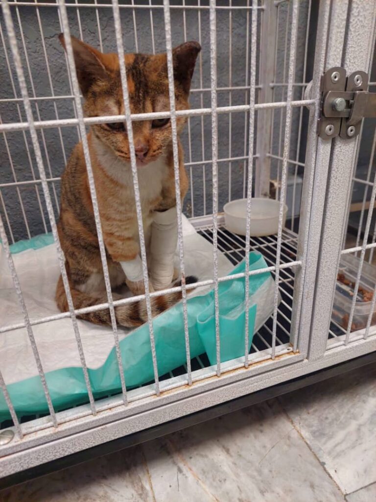 واگذاری گربه مادا