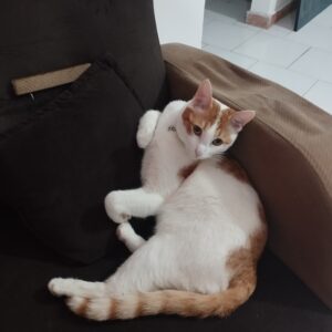 گربم گم شده