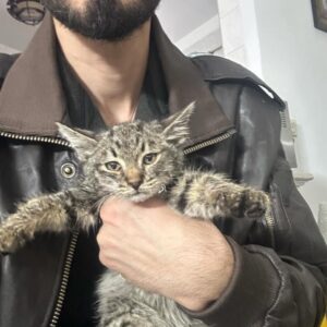 گربه واگذاری