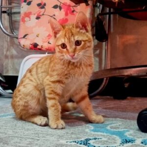 طلایی گربه ۲ ماهه خوشگل