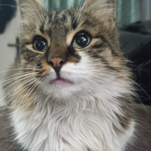 واگذاری 2تا گربه ماده 7ماهه و 5ماه