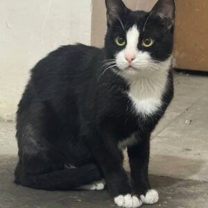 واگذاری گربه تاکسیدو Dsh