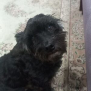 سگ شیتزو تریر نر