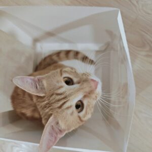 واگذاری آقا هوشنگ