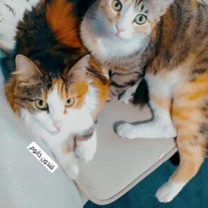 دوگربه ماده رهاشده ک الان در انباری هستن