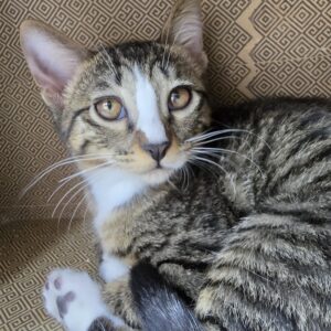 بچه گربه بغلی