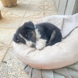 واگذاری سگ ‌حدودا 2 ماهه