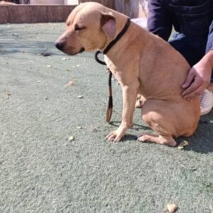 واگذاری  رایگان  امریکن پیت بول