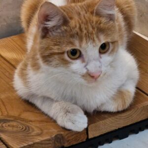 واگذاری گربه سفید نارنجی 3 ماهه