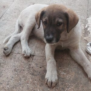 توله سگ نر سرابی