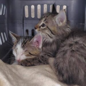 واگذاری رایگان پیشی