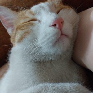 واگذاری گربه نارنجی خُرخُری پسر