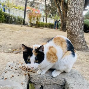 گربه کوچولوی تنها