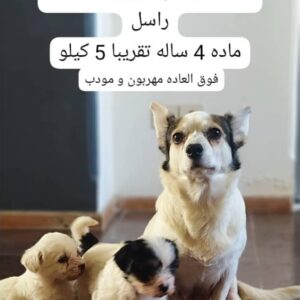 واگذاری رایگان سگ