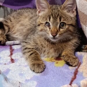 گربه DSH سه ماهه