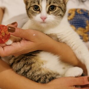 واگذاری رایگان گربه ۳/۵-۴ ماهه