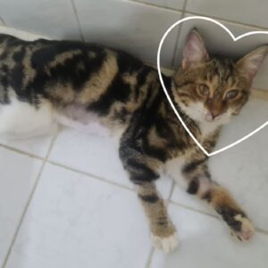 واگذاری یک پسر بسیار مهربون، بغلی و خورخوری