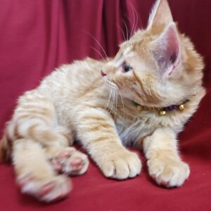 بچه  گربه نر  زیبا