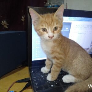 گربه دوماهه رایگان