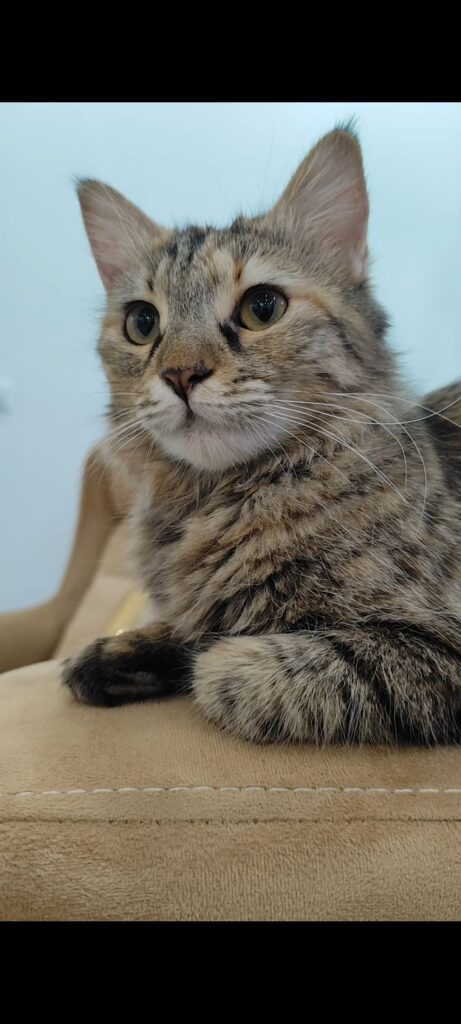 بهار DLH دوساله بغلی