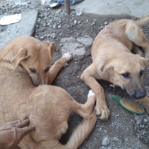 ۲قلاده سگ ماده ۵ماهه