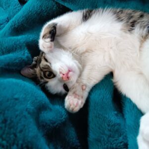 گربه بازیگوش