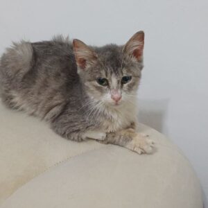 واگذاری گربه DSH حمایتی