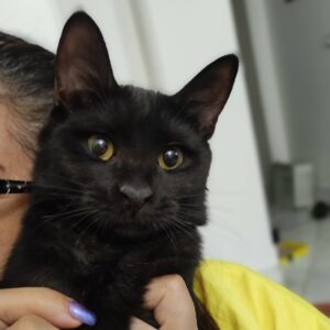 واگذاری شدو خانوم