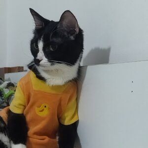 واگذاری پیشی