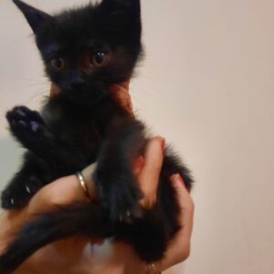 واگذاری گربه ۲ ماهه