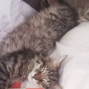 واگذاری دو تا بچه گربه ماده دو و نیم ماهه