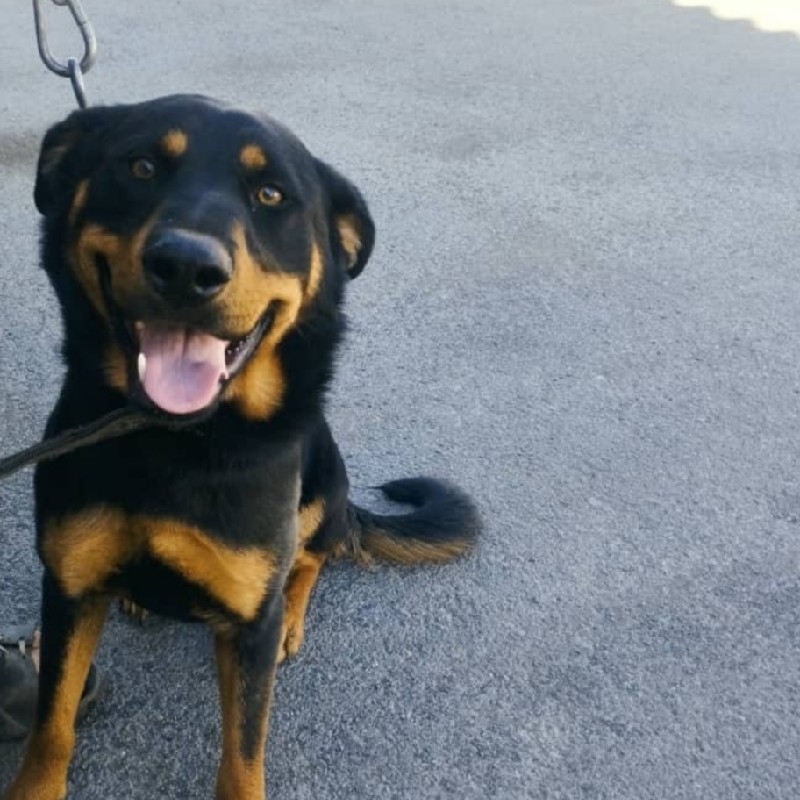 واگذاری سگ ماده