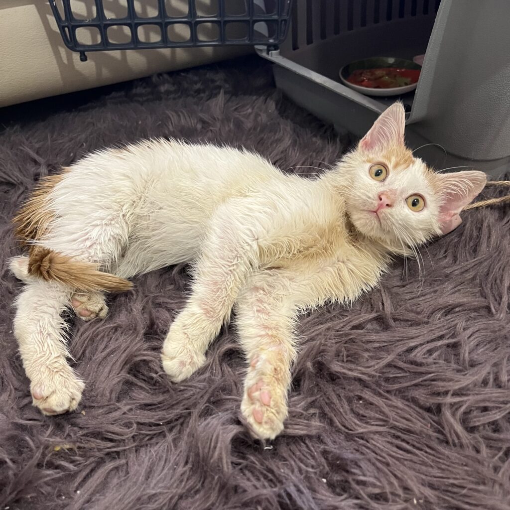 تامی پسر زیبا دو ماهه