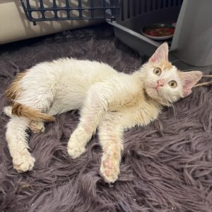 تامی پسر زیبا دو ماهه