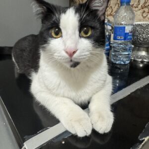 واگذاری گربه تاکسیدو به علت تنهایی