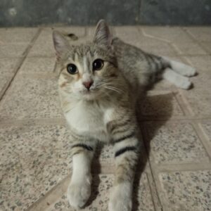 بچه گربه گمشده