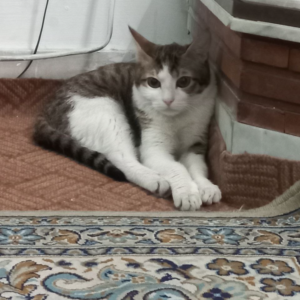 گربه dsh گمشده