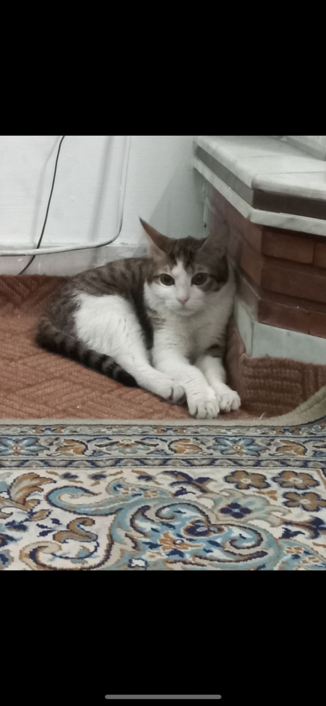 گربه dsh گمشده