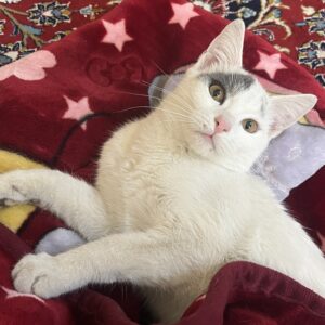 پنبه دختر سفید طوسی نیاز فوری به سرپرست