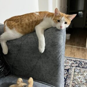 گربه نر نارنجی ۱ساله