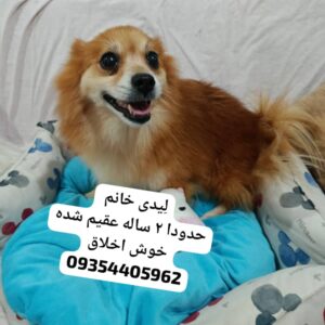 واگذاری سگ آپارتمانی