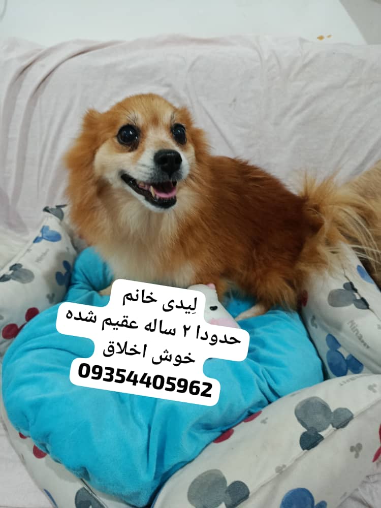 واگذاری سگ آپارتمانی