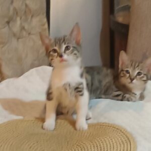 یه دختر داریم شاه نداره