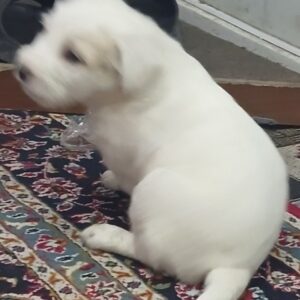 توله های ناز و سلامت