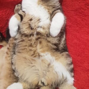 واگذاری گربه بریتیش بلک گلد و تابی